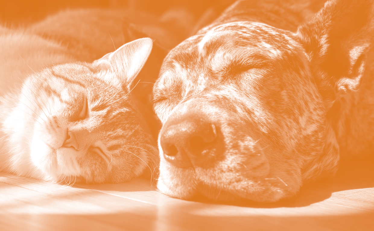 Gestire una clinica veterinaria oggi: comunicare, routine e innovazione