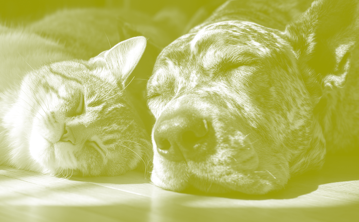 Medicina d'urgenza nella riproduzione del cane e del gatto