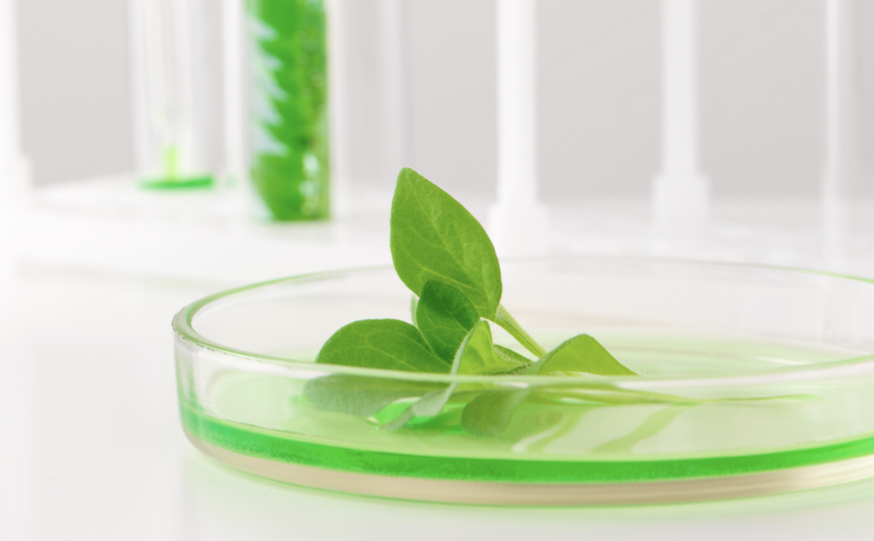 Biotecnologie verdi per la produzione di molecole utili per la salute e il benessere dell'umanità