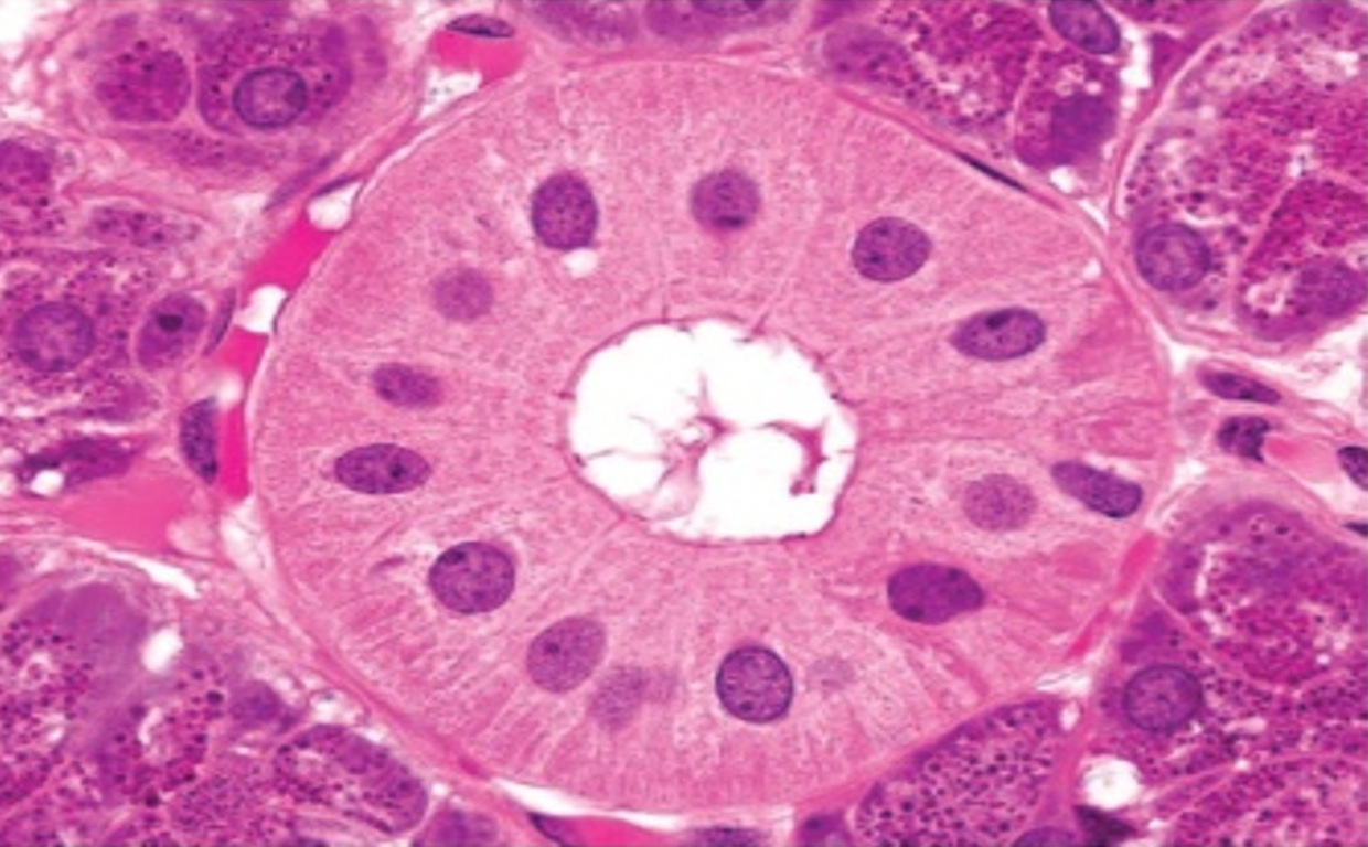 Biologia cellulare ed istologia